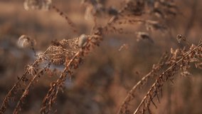 Beautiful sunny brown wild dry plants growing on cold winter field. Natural bokeh 4k video background.