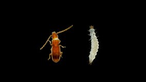 Larva and beetle pest Cryptolestes sp. under the microscope, family Laemophloeidae, Order Coleoptera. It feeds on flour and flour products, cereals, grain and grain products. - Powered by Shutterstock - Get 15% off with code: PIKWIZARD15
