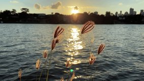 Silhouette of cityscape with sunset in background and reflection in lake water and close in grass green plants and beauty wonderful flowers