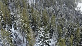 Aerial shot of snow covered spruce and pine forest. Beautiful mountains. Drone video. 4K