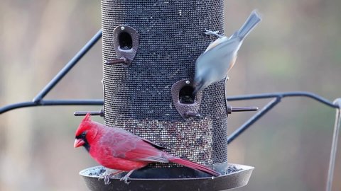 Variety of songbirds, male Northern Cardinal, Carolina Chickadee and Tufted Titmouse, flying to a feeder and eating. Sounds of the birds and a chime. Selective focus with blurred background. 