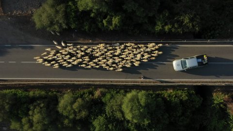 Sardinia, Italy, 25-08-2020: Flock of sheep moving, aerial view. Sheep moving on the road, street with cars. Sheep eat grass in the pasture