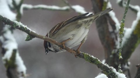 House Sparrow bird (Passer domesticus) sitting on a tree branch in winter