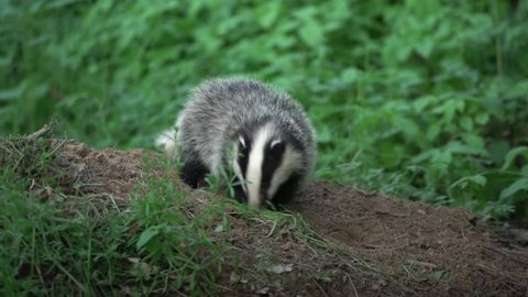 Badgers Playing Near Den Offspring Roaming Stock Footage Video (100% ...