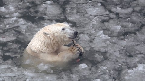 White polar bear eats fish in cold water with ice