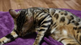 Bengal cat lies on a purple blanket and licks herself