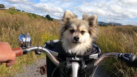 Cute dog riding in bicycle basket POV