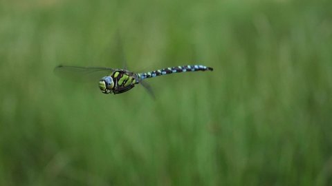 Dragonfly mid flight in a forest