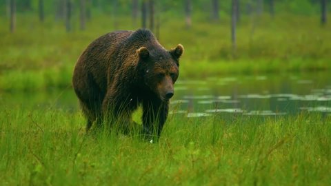 Big black bear stalking through the forest in search of food. Brown bear searching for food. Bear feed in the forest. European wildlife nature.