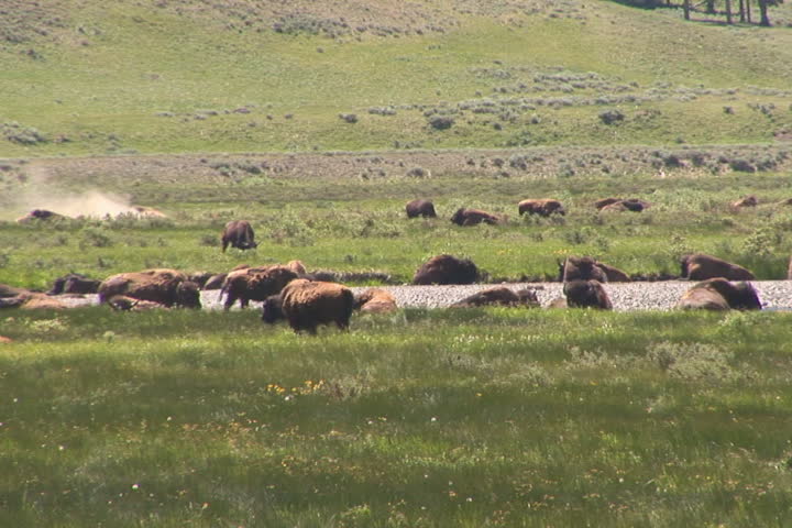NTSC: Bison in Lamar Valley. Shot in Yellowstone National Park. Tilt down. 