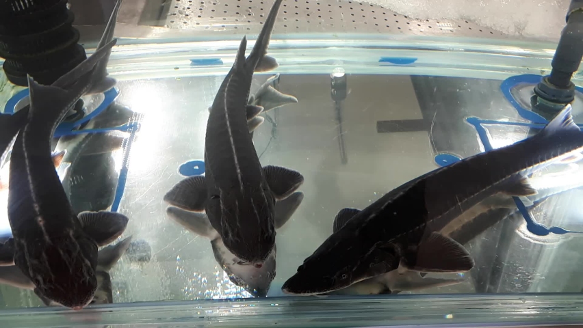 There are three sturgeons in the aquarium. Sturgeon is a species of fish belonging to the family acipenseridae. It is possible to get black caviar from sturgeon.