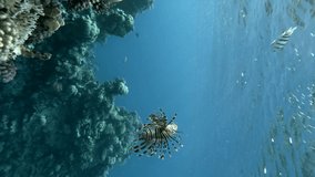 VERTICAL VIDEO: Lionfish swimming under surface of blue water near coral reef. Underwater life on the coral reef. Red Lionfish (Pterois volitans). 