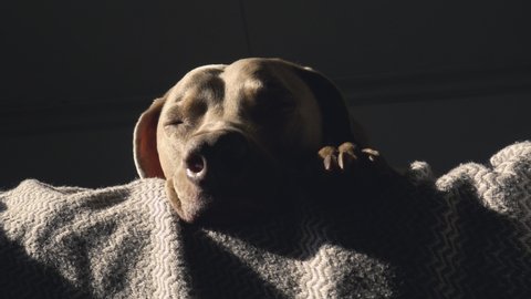 Sleepy weimaraner dog laying in early morning sun, close up face.  Bright sun shines into a dark bedroom, camera slowly pans left and right on large breed tired dog.