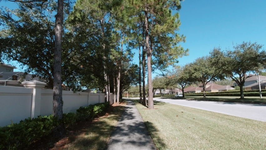 Beautiful pine trees and yellow leaf in the autumn of Florida	