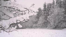 Snowfall in winter in the forest. Winter landscape. Snow covered trees.Snowing winter footage video 4K.
Beautiful fluffy snow on tree branches.
