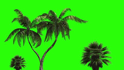 Three palm trees on a green background. Green screen for chroma key
