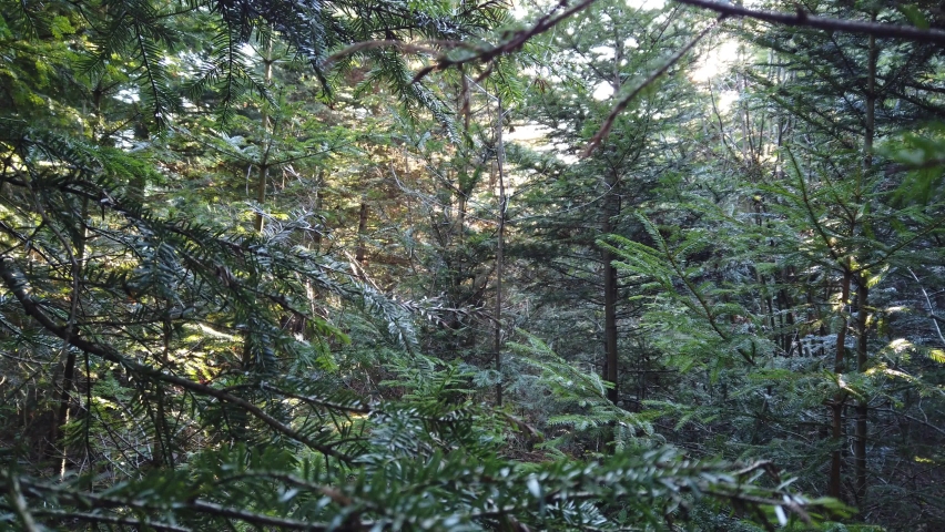 Footage taken in the mountains of the carpathians (Ukraine) on a windy winter morning