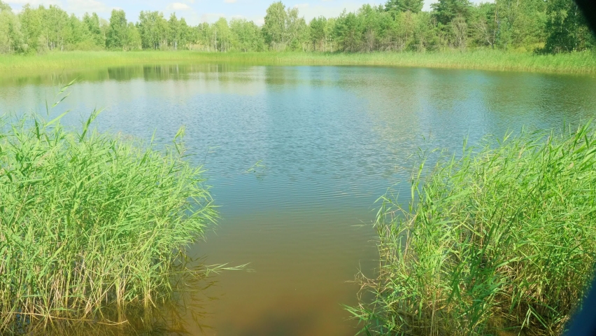 View of green green reeds and green trees on river shore. Static view from shore.