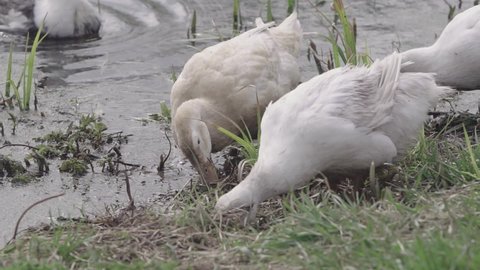 Ducks eat grass on the pond