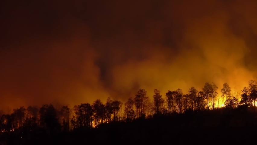 Panning ,Forest fire disaster is burning caused by human Royalty-Free Stock Footage #1064746840