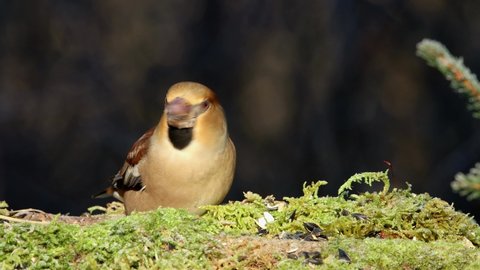 The hawfinch (Coccothraustes coccothraustes) male bird in winter