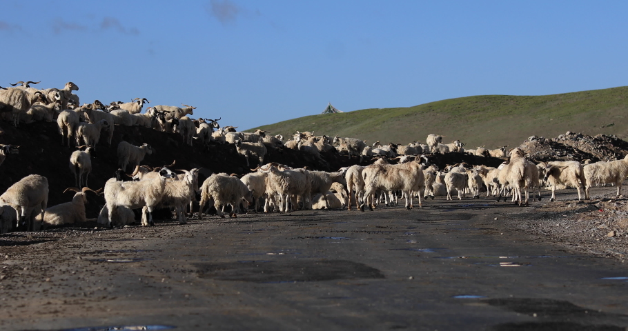 Group of sheep on high altitude mountain top under blue sky, some looking at camera