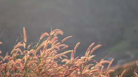 Slow motion of Desho grass or grass flowers blowing in the wind