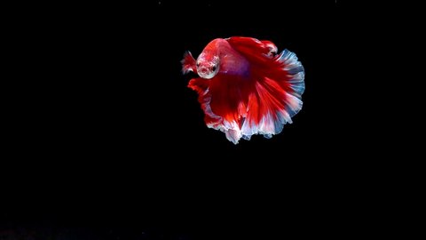 slow motion of Siamese fighting fish (Betta splendens), well known name is Plakat Thai, Betta is a species in the gourami family, which is a popular fish in the aquarium trade
