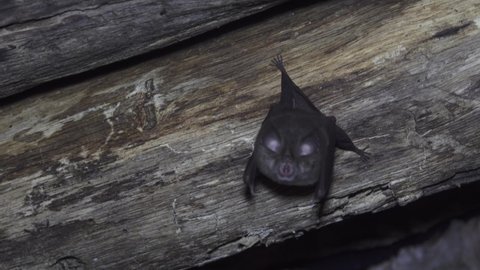 Greater Horseshoe Bat (Rhinolophus ferrumequinum) under roof of abandoned house. Nasal Outgrowths serve to form beam of echolocation signals (animal turns its nose and ears). Northern Caucasia