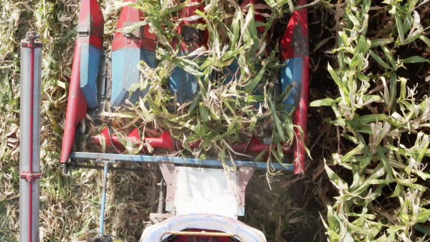 Aerial view of machines harvesting in corn field. Drone shot flying. 