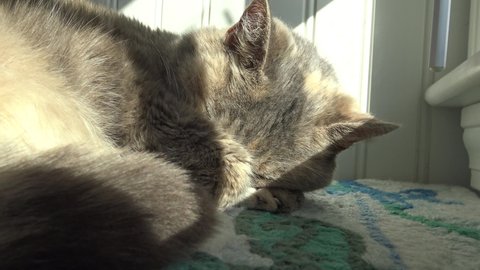 Cat sleeping on bed in the sun covering her face with her paw