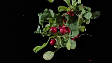 Red ripe radish jump up and fall down  isolated on black background. Bunch of radish, heap and separated clean radish and bauble drops of water flying in the air. Menu culinary concept