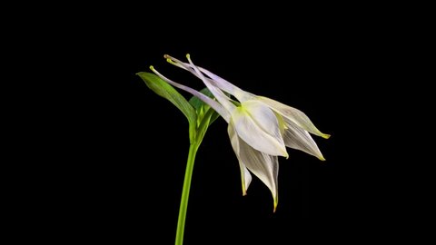 Beautiful time lapse of a Columbine flower opening up and then dying.