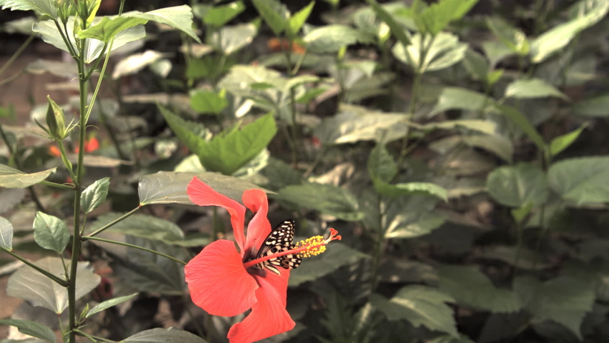 Flying butterfly Papillo Demoleus. Ultra slow motion 1000fps. 