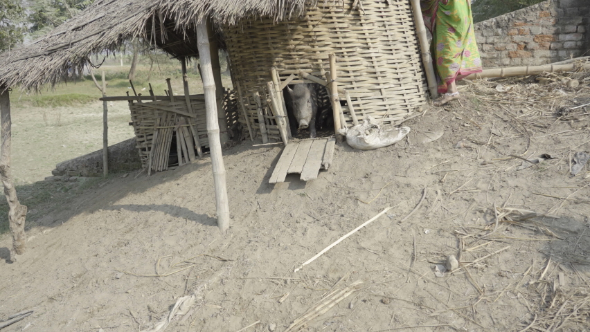  In Champaran district of Bihar in India, Pig yard is common in villages, Poor family do animal husbandry work for livelihood. High quality 4k footage