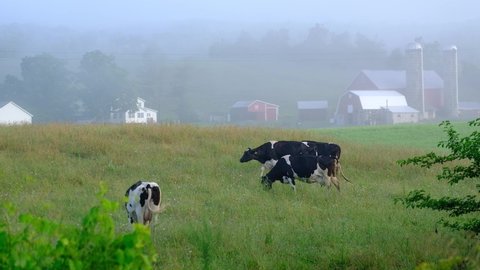 Cows are grazing on a ranch in Upstate New York, USA