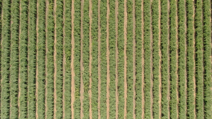 Vineyard Field In San Joaquin Valley California Bird