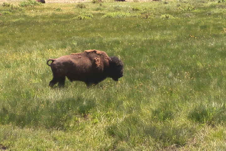 NTSC: Bison in Lamar Valley. Shot in Yellowstone National Park. 