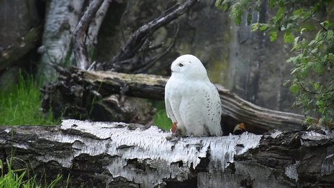 Snowy owl (bubo scandiacus) sitting in birch log. Nature awakening from winter. Quebec’s official bird