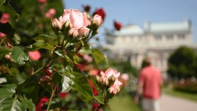 Spring day at Rosengarten, an amazing rose gallery in center of Vienna, Austria