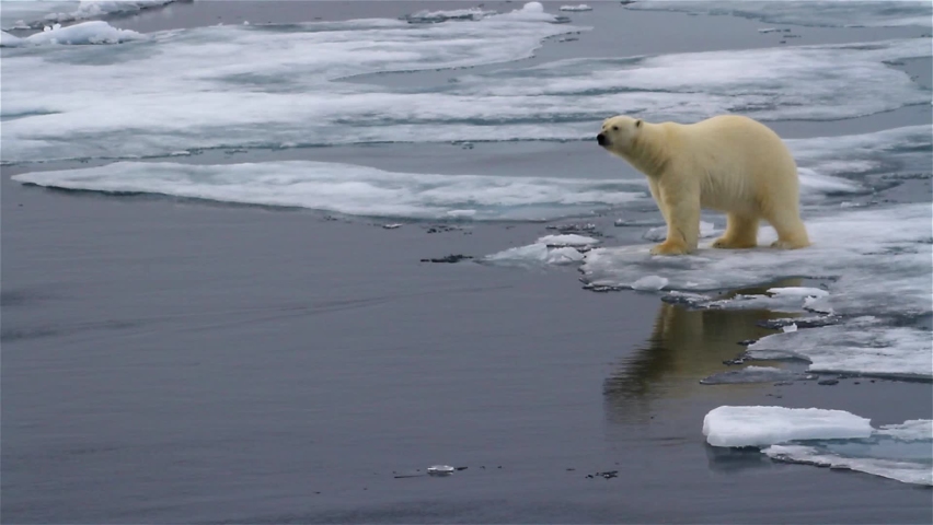 Polar bear smelling into the wind, male, Arctic Ocean, Svalbard