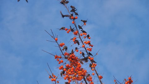 A huge flock of birds posing on persimmon plant