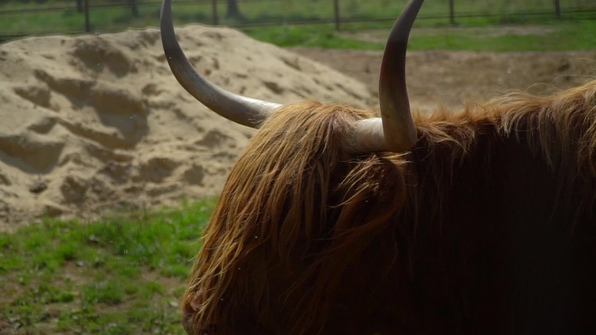 Musk ox in the zoo. Animal on the farm. Bull eats grass. cattle in summer on a Sunny day. High quality FullHD footage