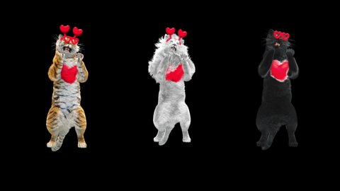 happy valentines day, character 3d rendering, White Tiger, Panther Dancing, Animation Loop, cartoon, Included in the end of the clip with Alpha matte.