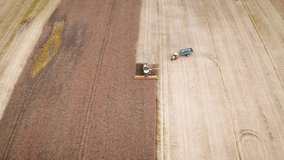 Aerial video flying over harvesting oilseed rape in autumn field. Harvester combine in a cloud of dust glowing from the setting sun. Aerial top view