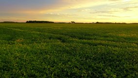 A low flight drone 4k, H.264, 23.98 fps video over a green soybean field during golden hour at sunset in Ohio in the summer.