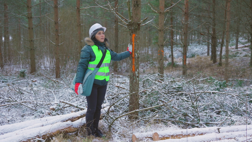 Woman forest scientist near marked tree in coniferous felling area