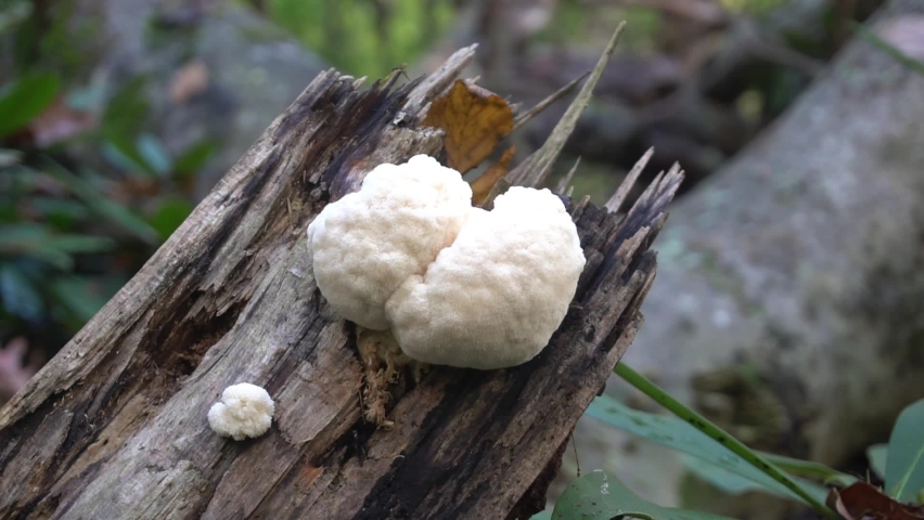 Wild Lion's Mane Mushroom Foraging. Medicinal Mushroom growing on a beech tree Royalty-Free Stock Footage #1064825341