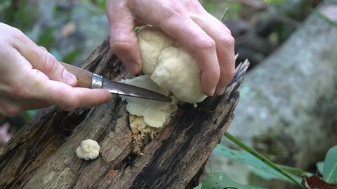 Wild Lion's Mane Mushroom Foraging. Medicinal Mushroom growing on a beech tree