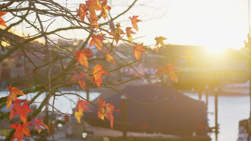 Sunbeam filter through golden leaves